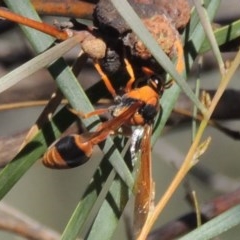 Delta bicinctum (Potter wasp) at Tennent, ACT - 8 Mar 2018 by MichaelBedingfield