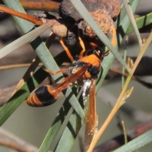 Delta bicinctum at Tennent, ACT - 8 Mar 2018