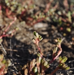 Portulaca oleracea at Griffith, ACT - 27 Mar 2018