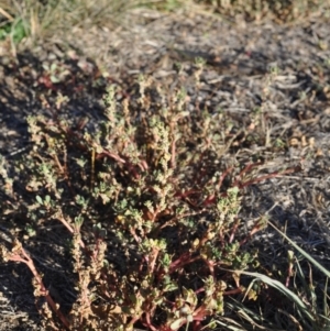 Portulaca oleracea at Griffith, ACT - 27 Mar 2018