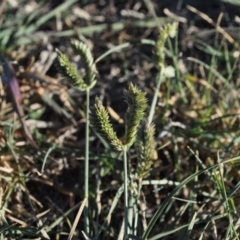 Eleusine tristachya (Goose Grass, Crab Grass, American Crows-Foot Grass) at Griffith, ACT - 26 Mar 2018 by ianandlibby1