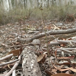 Corunastylis clivicola at Gundaroo, NSW - 23 Mar 2018