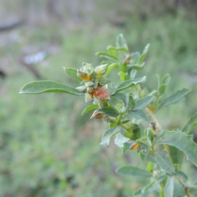 Atriplex semibaccata (Creeping Saltbush) at Tennent, ACT - 8 Mar 2018 by michaelb