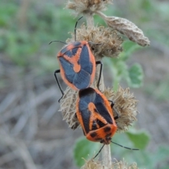 Agonoscelis rutila (Horehound bug) at Tennent, ACT - 8 Mar 2018 by michaelb