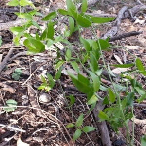 Asparagus asparagoides at Ainslie, ACT - 28 Mar 2018 08:36 AM