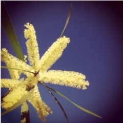 Acacia longifolia subsp. longifolia (sallow or Sydney golden wattle) at Wanniassa, ACT - 1 Jan 2014 by bluevikstar