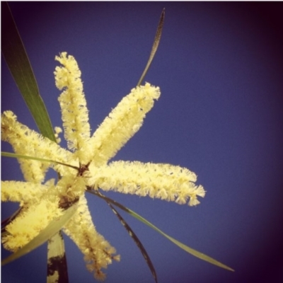 Acacia longifolia subsp. longifolia (sallow or Sydney golden wattle) at Wanniassa, ACT - 1 Jan 2014 by bluevikstar