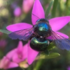 Xylocopa (Lestis) aerata (Golden-Green Carpenter Bee) at Acton, ACT - 28 Mar 2018 by PeterA