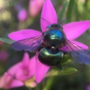 Xylocopa (Lestis) aerata at Acton, ACT - 28 Mar 2018 01:05 PM