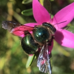 Xylocopa (Lestis) aerata at Acton, ACT - 28 Mar 2018