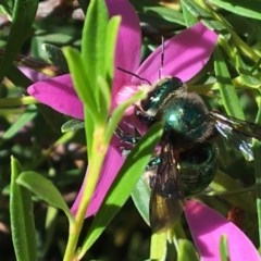 Xylocopa (Lestis) aerata at Acton, ACT - 28 Mar 2018