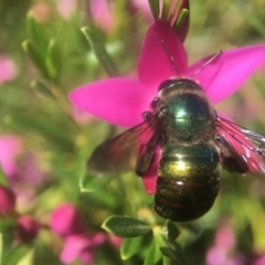 Xylocopa (Lestis) aerata at Acton, ACT - 28 Mar 2018