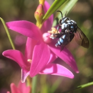 Thyreus caeruleopunctatus at Acton, ACT - 28 Mar 2018