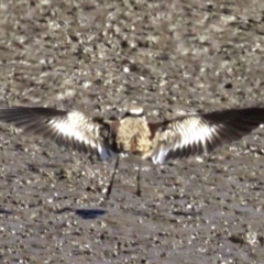 Thinornis melanops (Black-fronted Dotterel) at Fyshwick, ACT - 27 Mar 2018 by jb2602