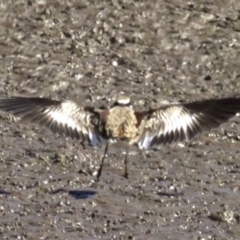 Charadrius melanops (Black-fronted Dotterel) at Jerrabomberra Wetlands - 27 Mar 2018 by jb2602