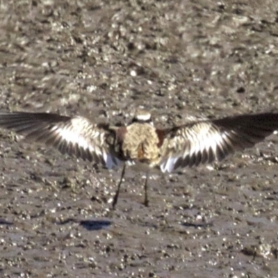 Thinornis melanops (Black-fronted Dotterel) at Fyshwick, ACT - 27 Mar 2018 by jb2602