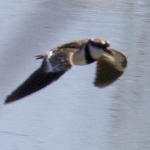 Charadrius melanops at Fyshwick, ACT - 27 Mar 2018