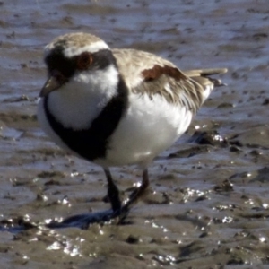 Charadrius melanops at Fyshwick, ACT - 27 Mar 2018 01:24 PM