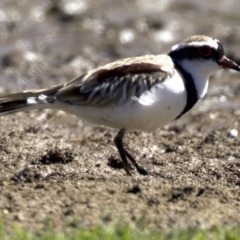 Charadrius melanops at Fyshwick, ACT - 27 Mar 2018 01:24 PM