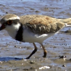 Charadrius melanops at Fyshwick, ACT - 27 Mar 2018