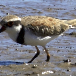 Charadrius melanops at Fyshwick, ACT - 27 Mar 2018 01:24 PM