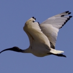 Threskiornis molucca (Australian White Ibis) at Jerrabomberra Wetlands - 27 Mar 2018 by jb2602