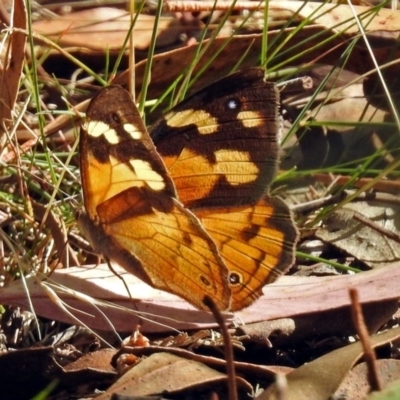 Heteronympha merope (Common Brown Butterfly) at Paddys River, ACT - 27 Mar 2018 by RodDeb