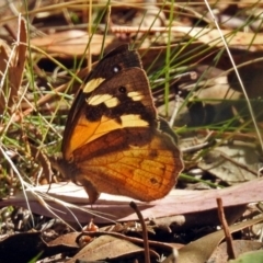 Heteronympha merope at Paddys River, ACT - 27 Mar 2018