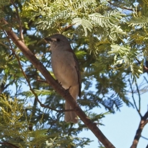 Colluricincla harmonica at Paddys River, ACT - 27 Mar 2018 11:43 AM