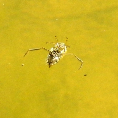 Enithares sp. (genus) (Backswimmer) at Paddys River, ACT - 27 Mar 2018 by RodDeb