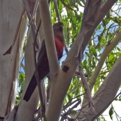 Alisterus scapularis (Australian King-Parrot) at Paddys River, ACT - 27 Mar 2018 by RodDeb