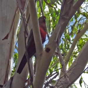 Alisterus scapularis at Paddys River, ACT - 27 Mar 2018