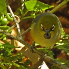 Zosterops lateralis (Silvereye) at Paddys River, ACT - 27 Mar 2018 by RodDeb