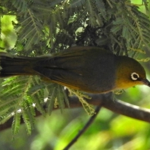 Zosterops lateralis at Paddys River, ACT - 27 Mar 2018