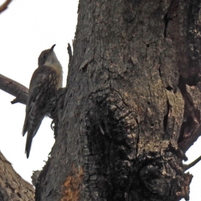 Cormobates leucophaea (White-throated Treecreeper) at Paddys River, ACT - 27 Mar 2018 by RodDeb