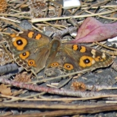 Junonia villida (Meadow Argus) at Point Hut to Tharwa - 27 Mar 2018 by RodDeb