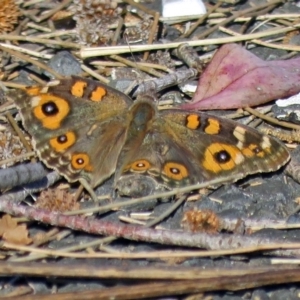 Junonia villida at Point Hut to Tharwa - 27 Mar 2018