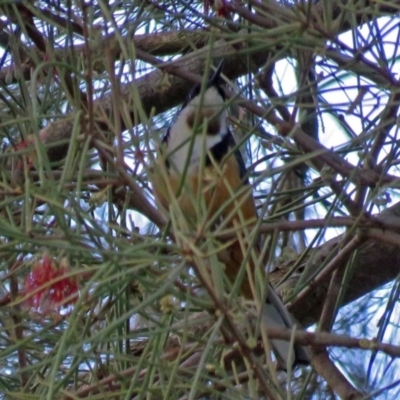 Acanthorhynchus tenuirostris (Eastern Spinebill) at Point Hut to Tharwa - 27 Mar 2018 by RodDeb