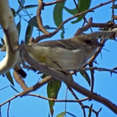 Pachycephala pectoralis at Point Hut to Tharwa - 27 Mar 2018