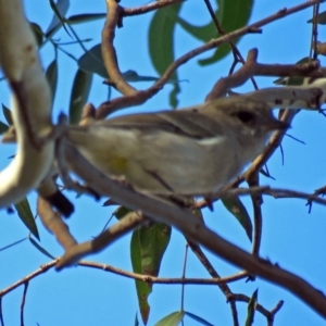 Pachycephala pectoralis at Point Hut to Tharwa - 27 Mar 2018