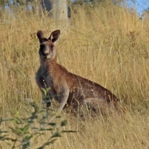 Macropus giganteus at Point Hut to Tharwa - 27 Mar 2018