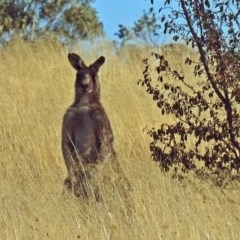 Macropus giganteus at Point Hut to Tharwa - 27 Mar 2018