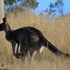 Macropus giganteus at Point Hut to Tharwa - 27 Mar 2018