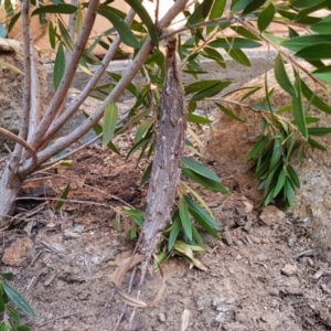 Metura elongatus at Flynn, ACT - 28 Mar 2018