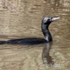 Phalacrocorax sulcirostris (Little Black Cormorant) at Belconnen, ACT - 27 Mar 2018 by AlisonMilton