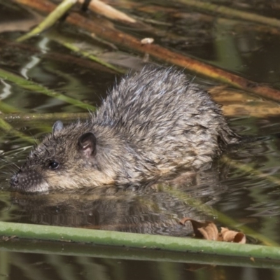 Hydromys chrysogaster (Rakali or Water Rat) at Belconnen, ACT - 27 Mar 2018 by Alison Milton