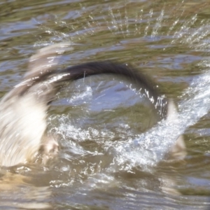 Hydromys chrysogaster at Belconnen, ACT - 27 Mar 2018 01:37 PM