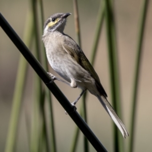 Caligavis chrysops at Belconnen, ACT - 27 Mar 2018