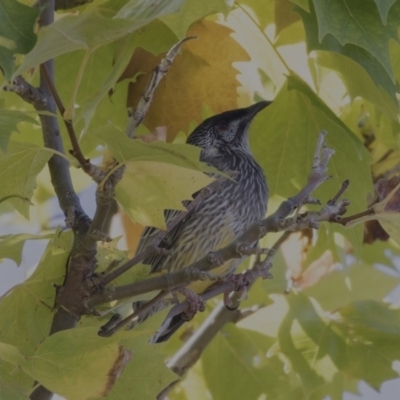Anthochaera carunculata (Red Wattlebird) at Belconnen, ACT - 27 Mar 2018 by AlisonMilton