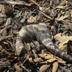 Tiliqua scincoides scincoides (Eastern Blue-tongue) at Belconnen, ACT - 27 Mar 2018 by AlisonMilton